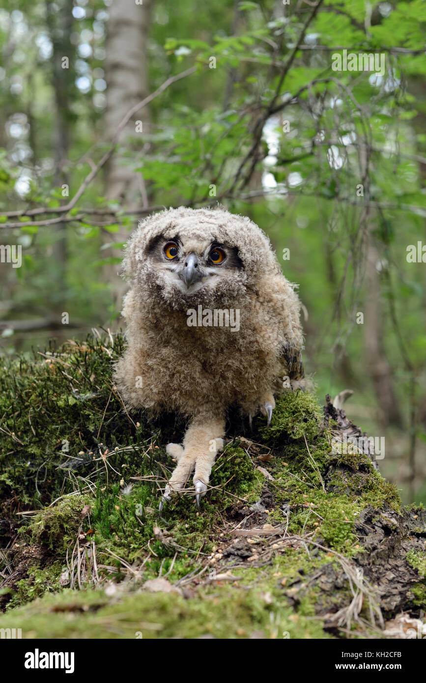 Gufo Eurasian Eagle ( Bubo bubo ) giovane pulcino, saltato / avventurato / vagato fuori dal suo nido, ancora non volato, seduto a terra, da vicino, Europa. Foto Stock