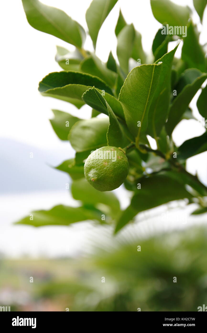 Limone, Limone, limette, am Baum Foto Stock
