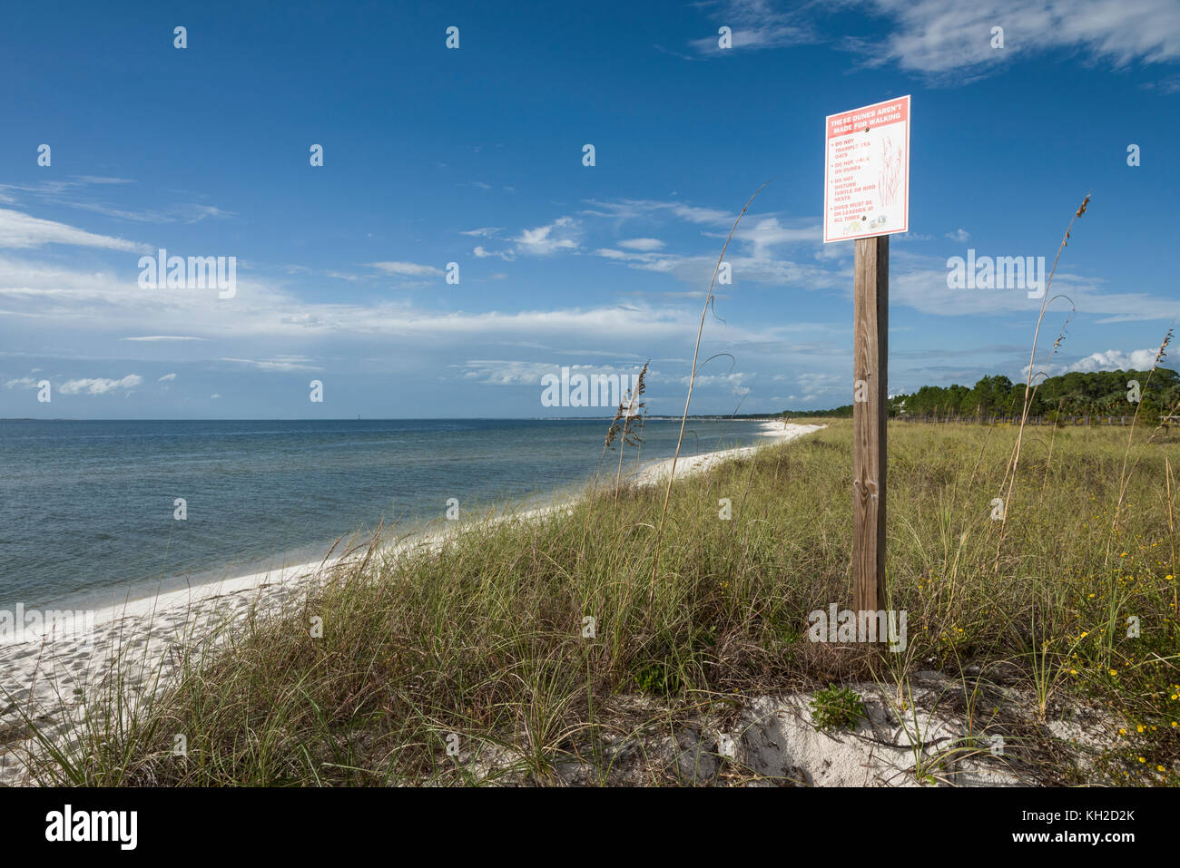 Protetti Dune di sabbia lungo il Golfo Spiagge della contea, Florida USA Foto Stock