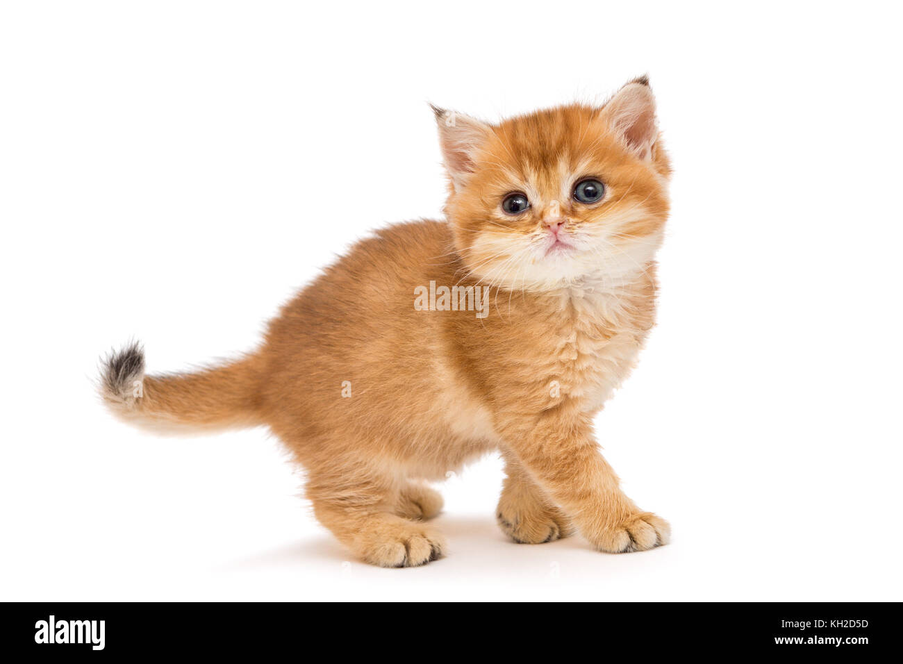 Gattino arancione immagini e fotografie stock ad alta risoluzione - Alamy