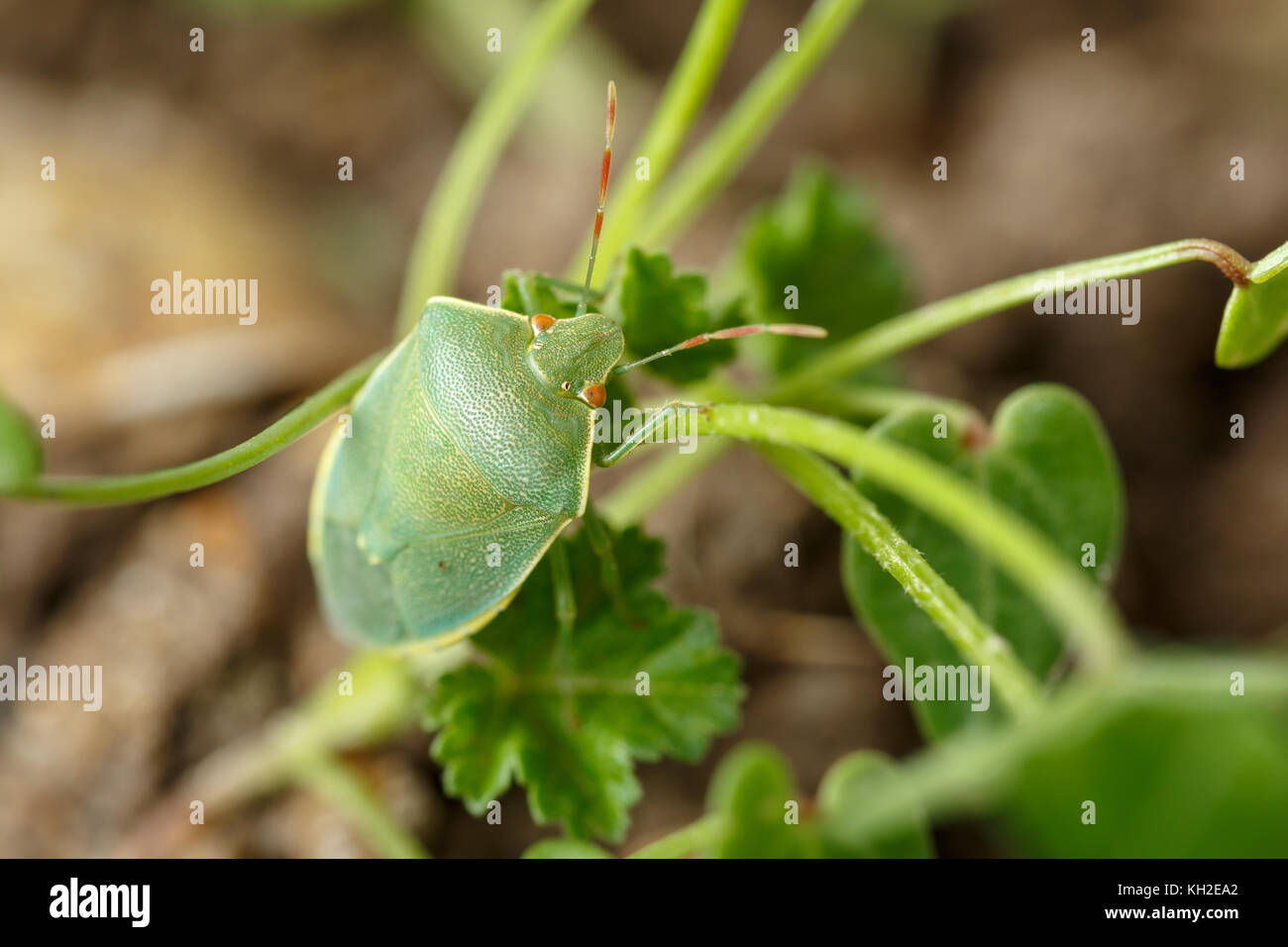 Green stink bug (Nezara viridula) con gli occhi rossi e le antenne appeso sul gambo sottile di erbaccia piccola. In spagnolo: chinche verde Foto Stock