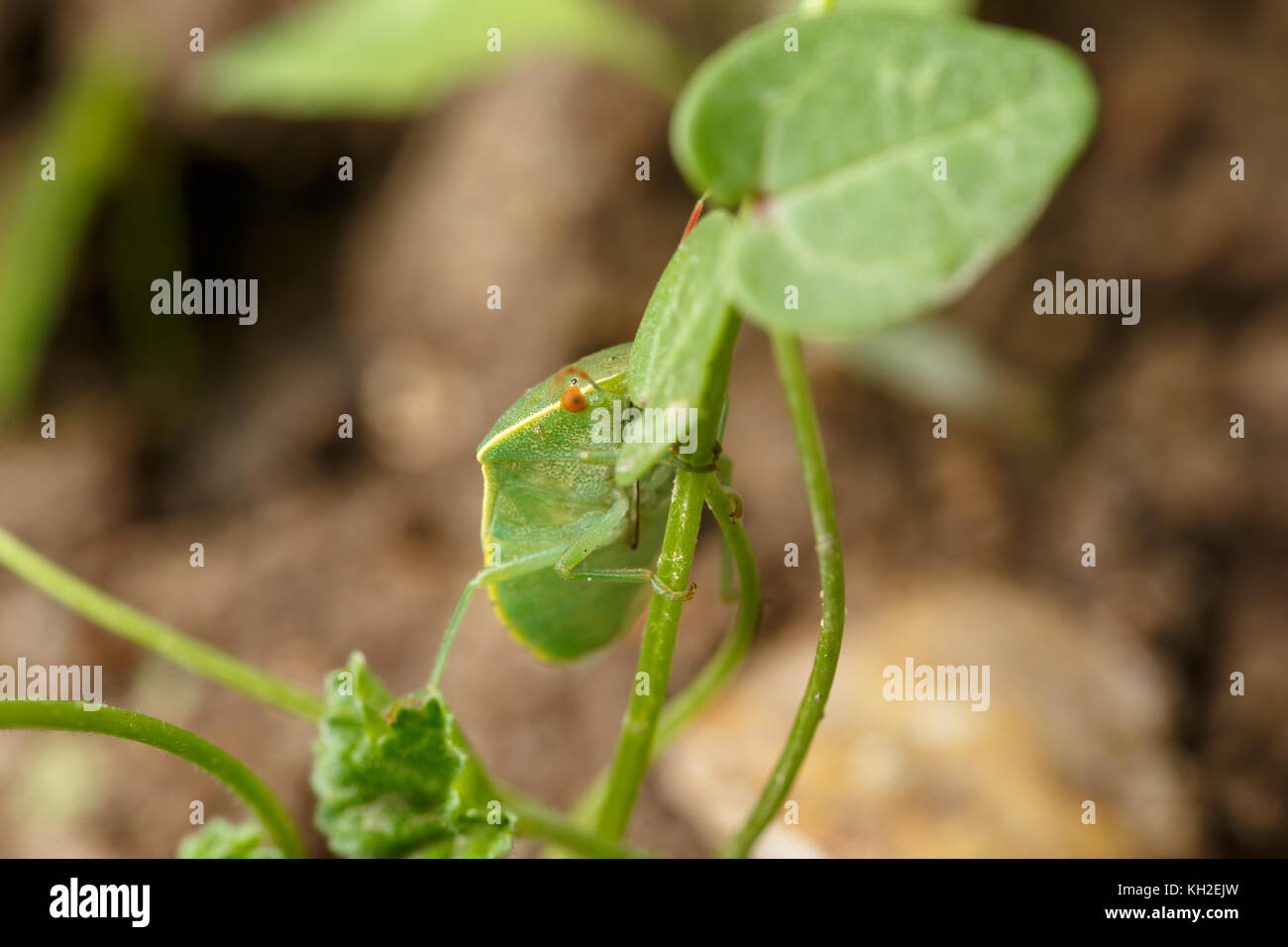 Gambe e ostiolar canal di Nezara viridula, il verde del sud il fetore (o scudo) bug, che è scalare il gambo sottile del suo impianto preferito Foto Stock