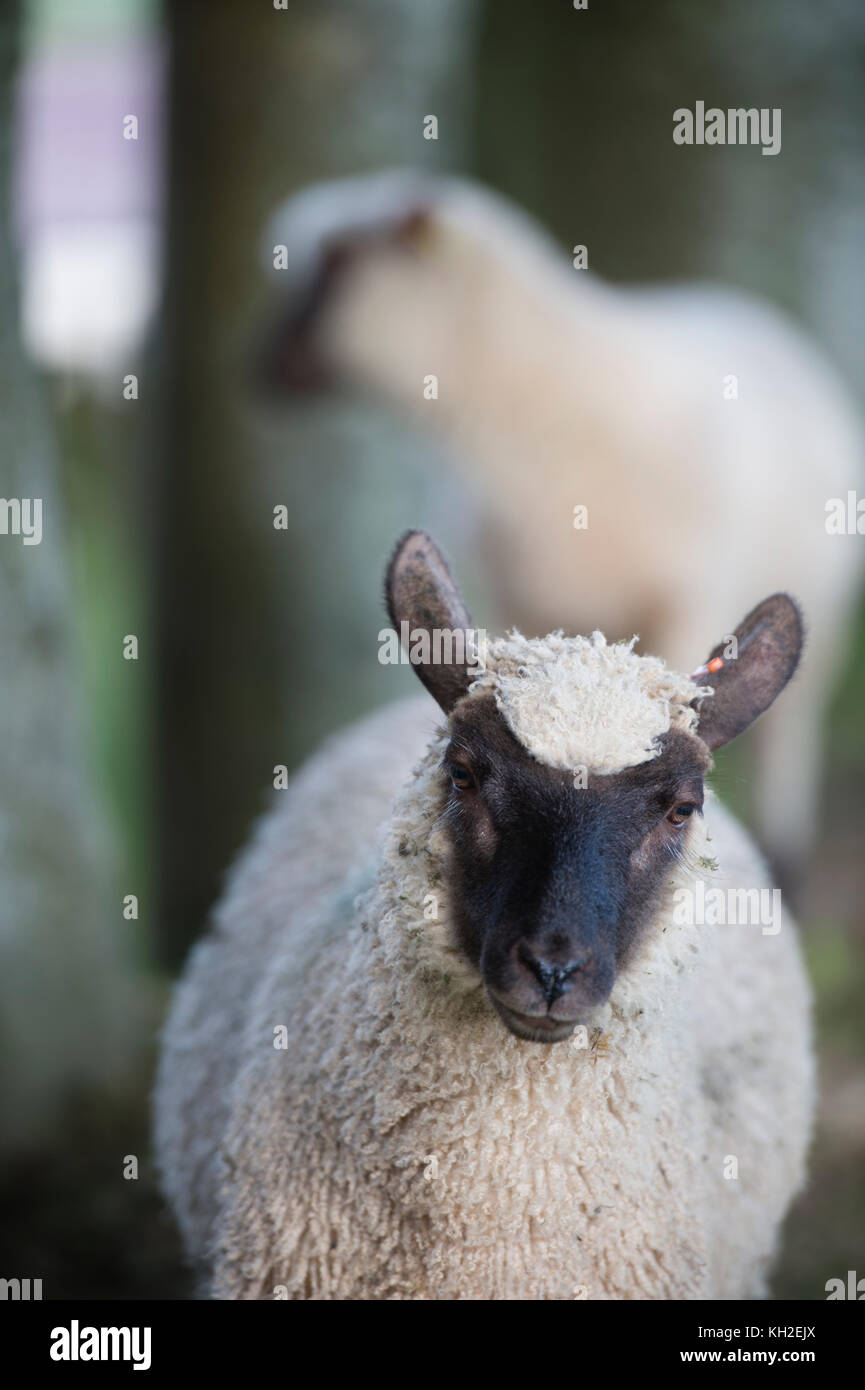 Llanwenog razza rara pecore. llanwenog pecore si distinguono per le loro facce nero, appuntite orecchie nero e un po' di ciuffo di lana sulla loro fronte. sono di medie dimensioni di ovini, ben noti per la loro buona mothering e per la produzione di un lotto di gravidanze gemellari e trigemellari galles Ceredigion REGNO UNITO Foto Stock