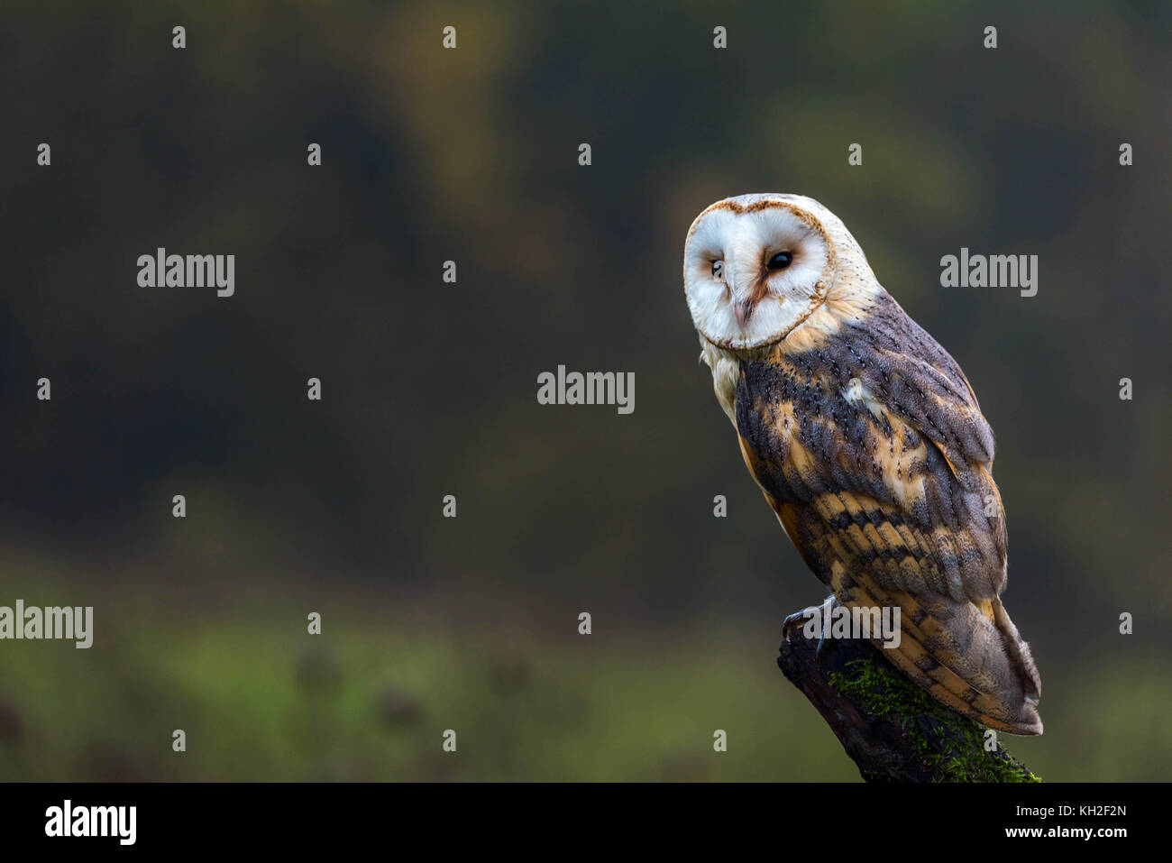 Un captive Barbagianni poggiante su un tronco di albero in mezzo a un prato Foto Stock