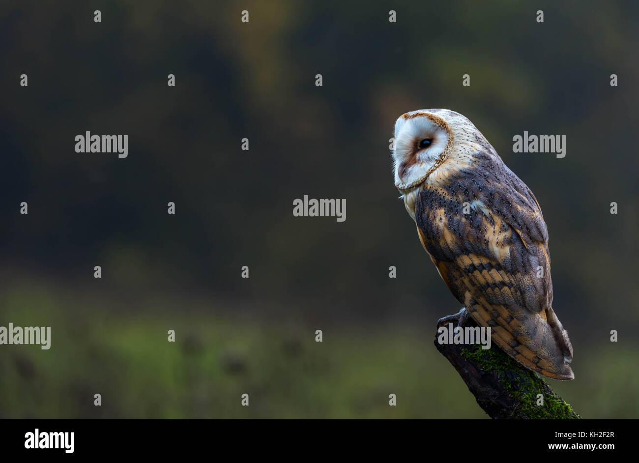Un captive Barbagianni poggiante su un tronco di albero in mezzo a un prato Foto Stock