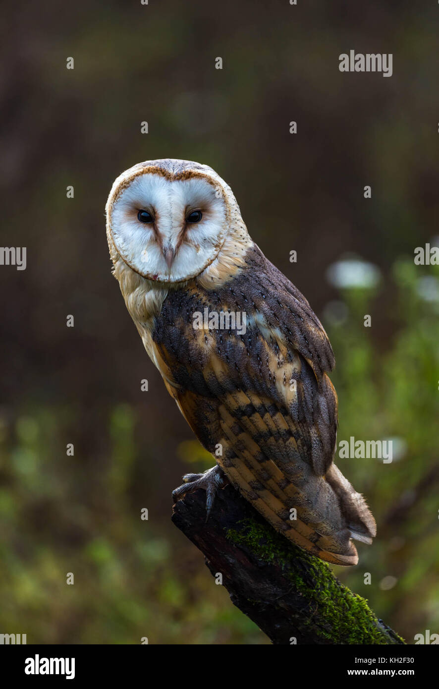 Un captive Barbagianni poggiante su un tronco di albero in mezzo a un prato Foto Stock