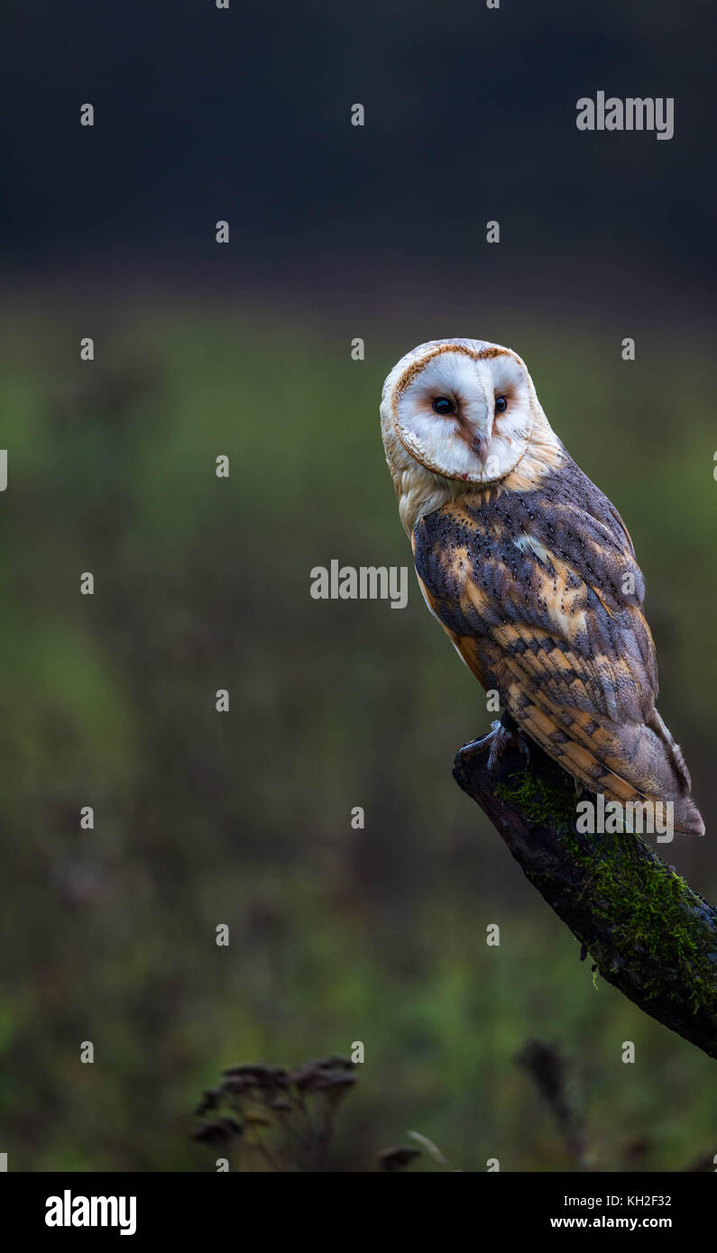 Un captive Barbagianni poggiante su un tronco di albero in mezzo a un prato Foto Stock
