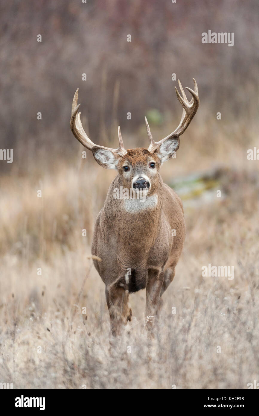 Il cervo bianco (Odocoileus virginianus) buck durante il rut autunnale del Montana, Foto Stock