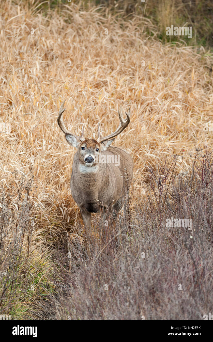 Cervi dalla coda bianca (Odocoileus virginianus) buck durante l'autunno rut in montana, Foto Stock