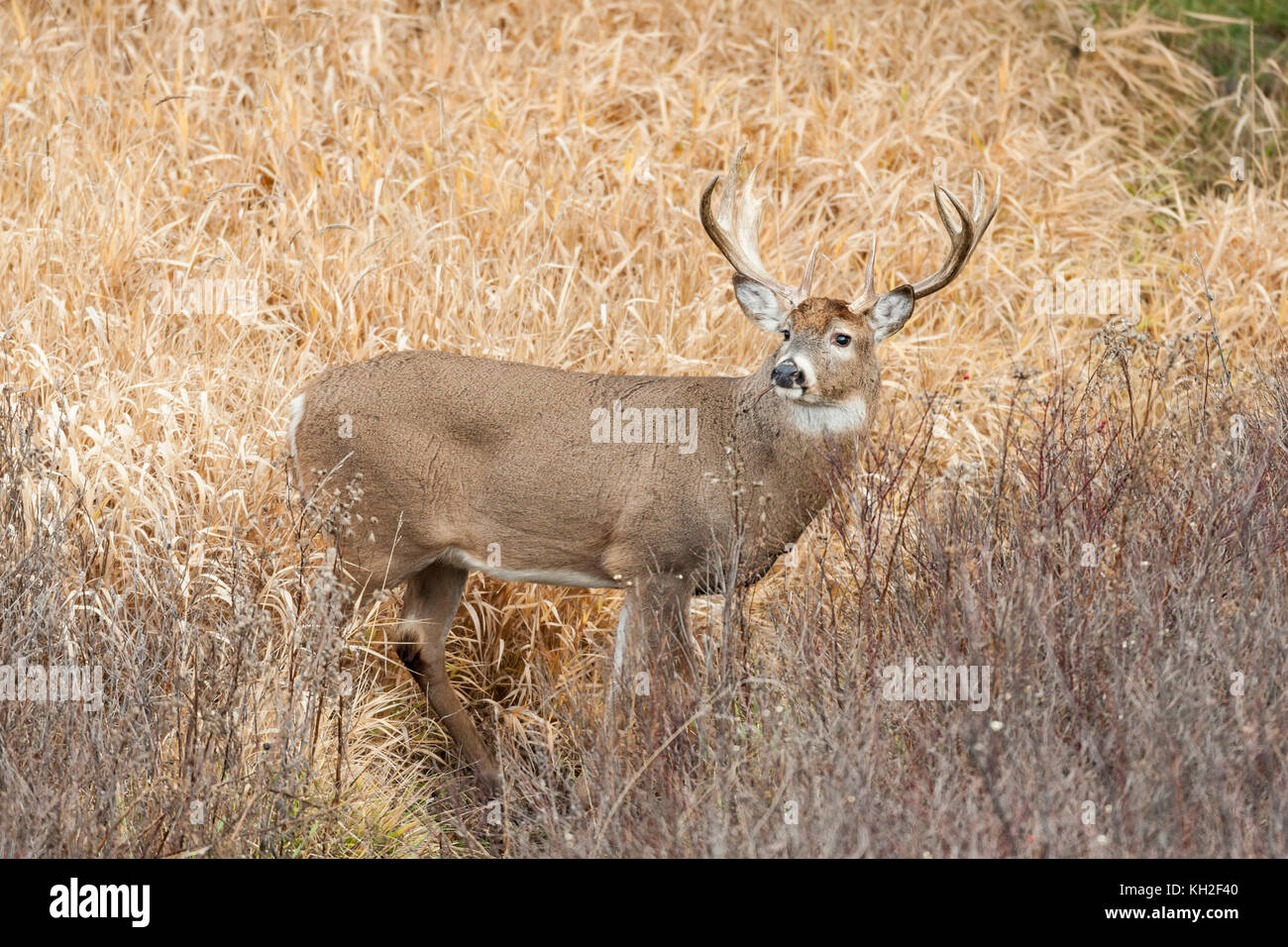 Il cervo bianco (Odocoileus virginianus) buck durante il rut autunnale del Montana, Foto Stock