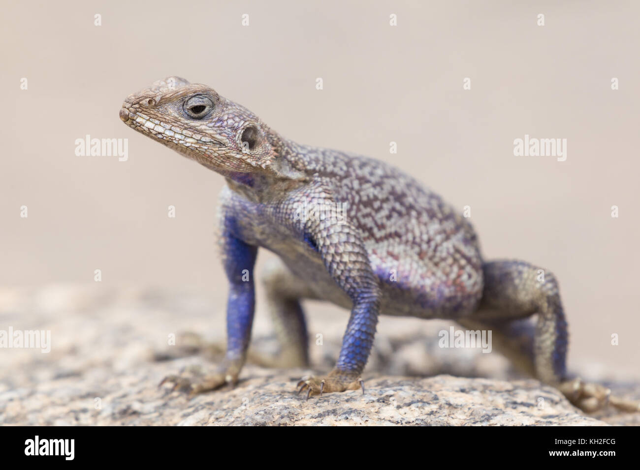 Mwanza a testa piatta rock AGAMA SA, Serengeti National Park, Tanzania. Foto Stock