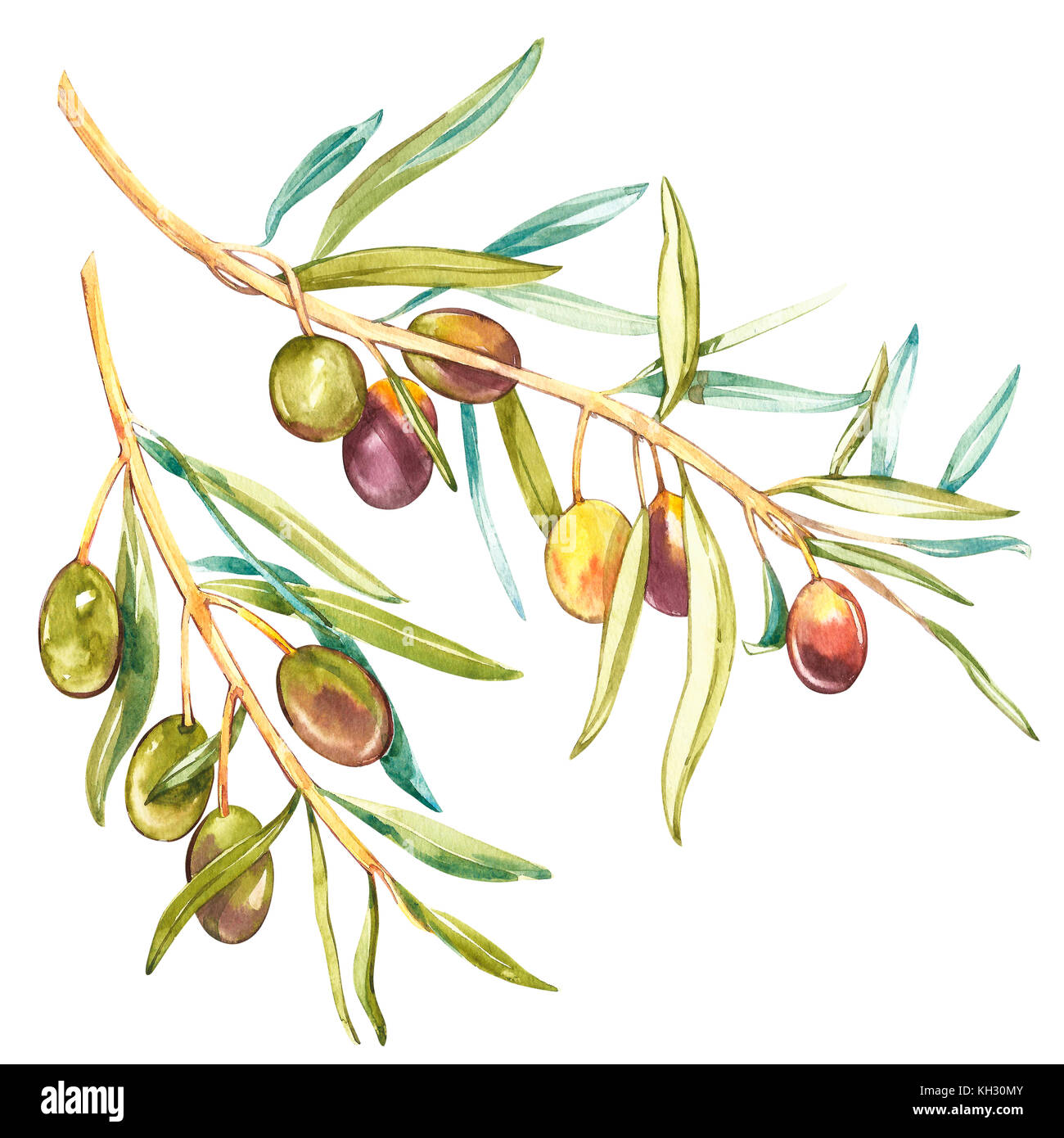 Acquerello illustrazione realistica di olive nere e verdi ramo isolato su sfondo bianco. design per l'olio d'oliva, prodotti cosmetici naturali, prodotti sanitari. Foto Stock