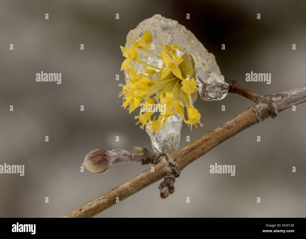 Corniolo, Cornus mas, in fiore in primavera, dopo la neve e il gelo. Foto Stock