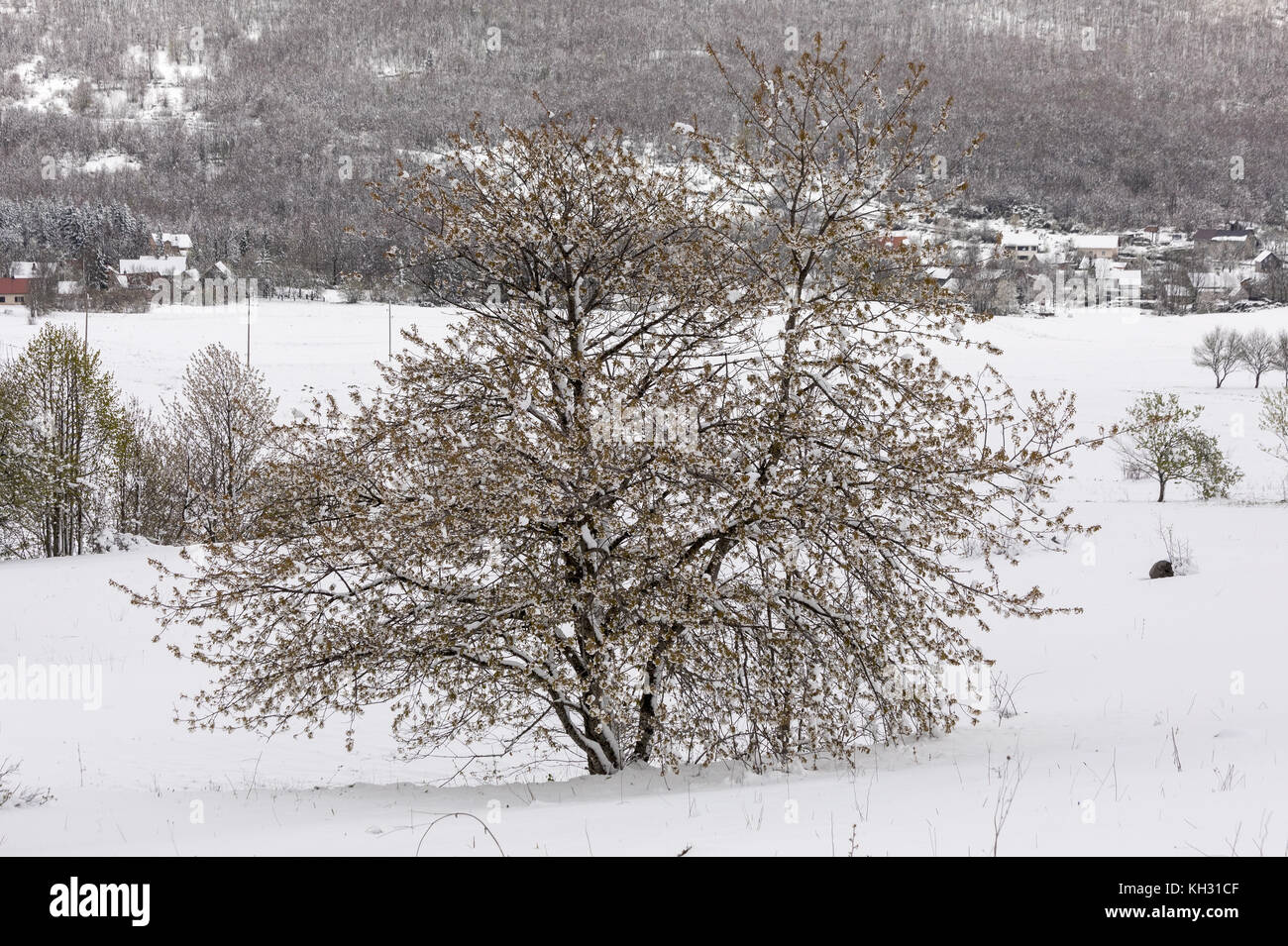 Il Ciliegio, Prunus avium, in fiore nella neve; le montagne di Velebit, Croazia. Foto Stock