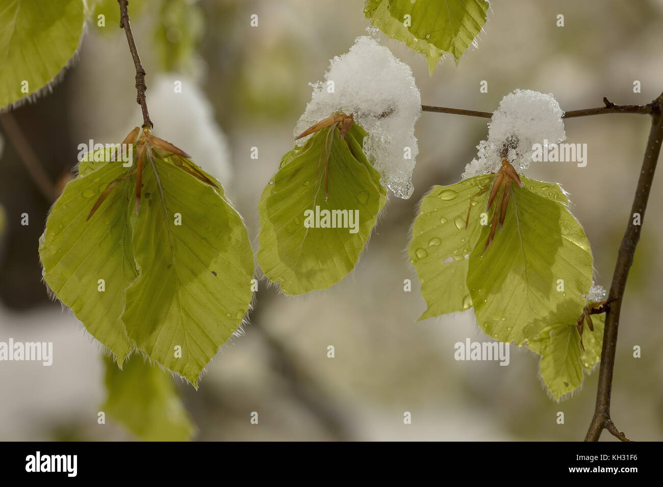 Fresche foglie di faggio dopo la primavera tempesta di neve e di gelo. Foto Stock