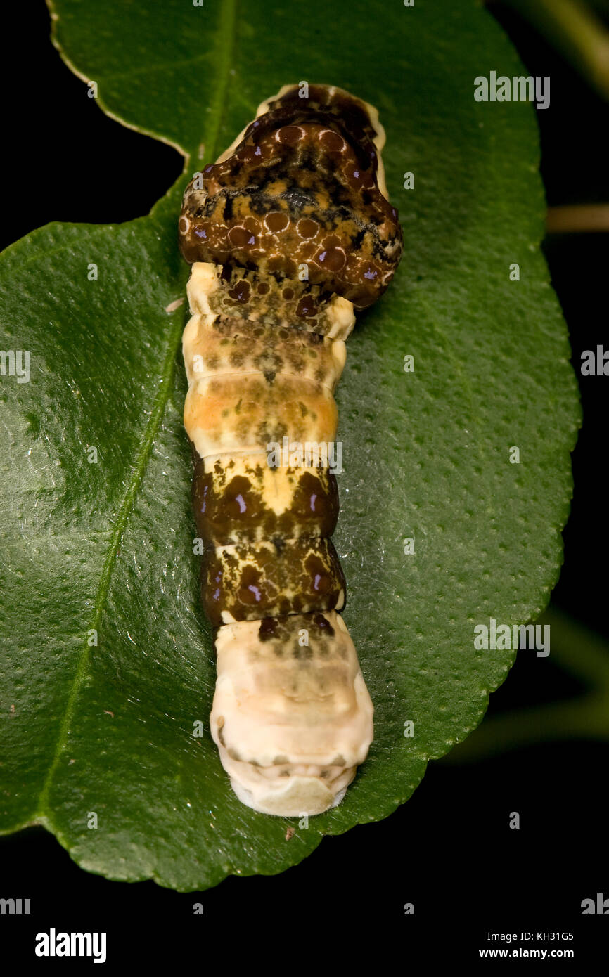 A coda di rondine gigante, Papilio cresphontes, caterpillar Foto Stock