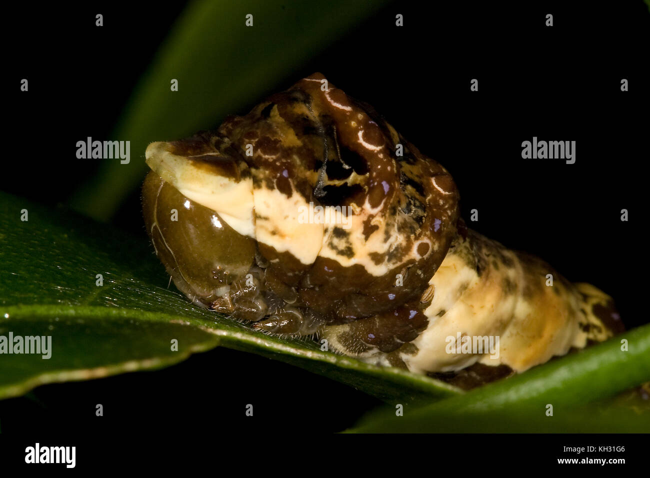 A coda di rondine gigante, Papilio cresphontes, caterpillar Foto Stock