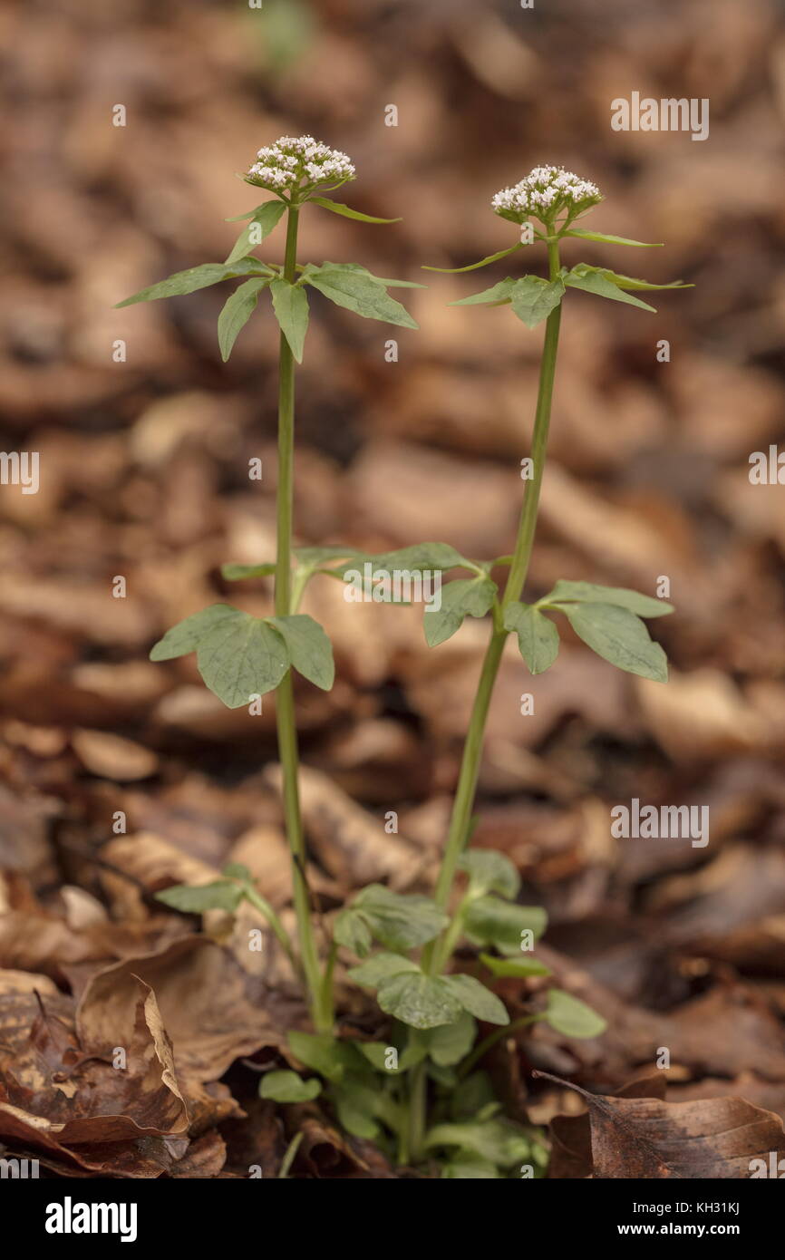 Tre-lasciarono la valeriana, Valeriana tripteris in fiore nel bosco di faggio, Croazia. Foto Stock