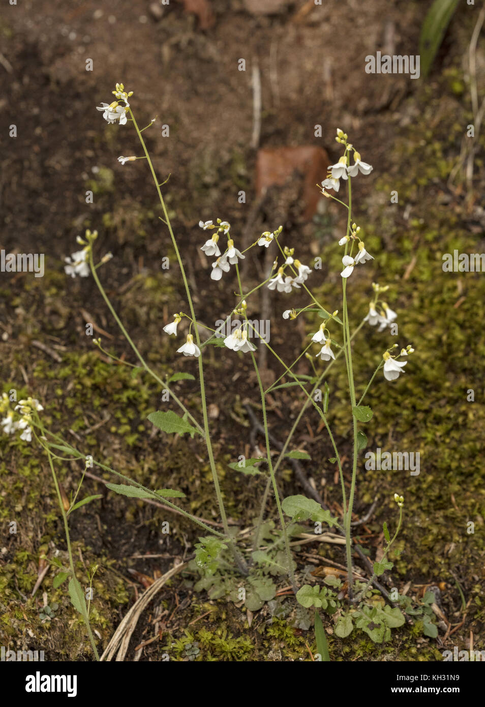 Sabbia rock-crescione, Arabidopsis arenosa, in fiore. Foto Stock