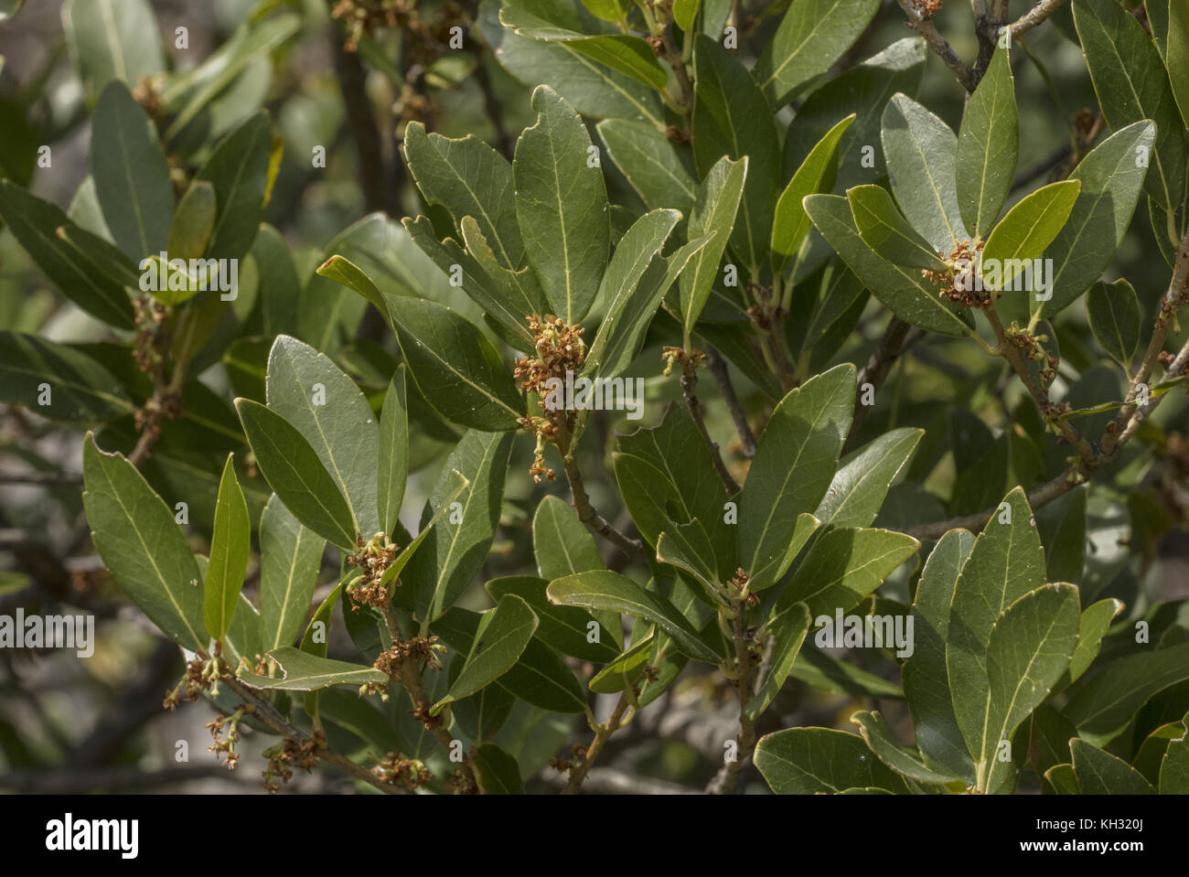 Green Olive tree, Phillyrea latifolia, in fiore. La Croazia. Foto Stock