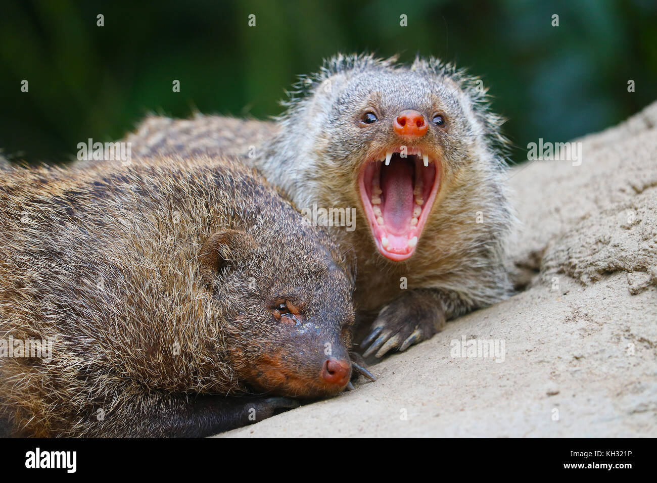 Aggressiva la mangusta nastrati con bocca aperta che mostra i suoi denti Foto Stock