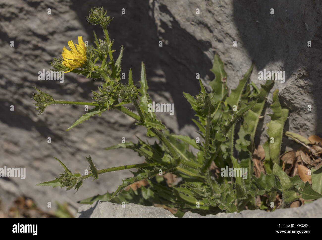 Un composito di giallo, Picris scaberrima, sul calcare. La Croazia. Foto Stock