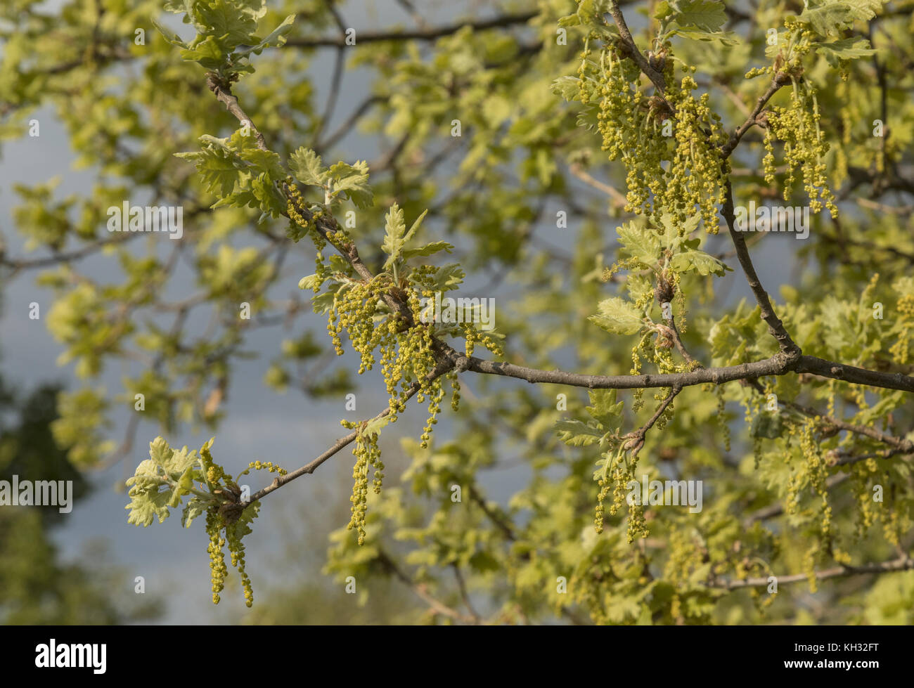 Il bosco di roverella, Quercus pubescens, amenti in piena fioritura, la molla. La Croazia. Foto Stock