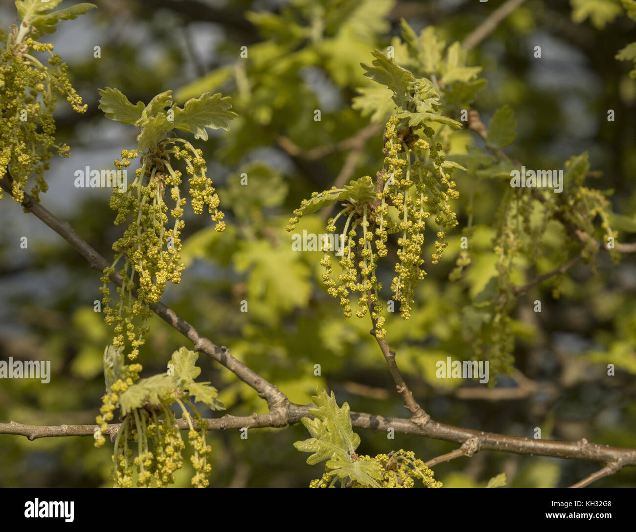 Il bosco di roverella, Quercus pubescens, amenti in piena fioritura, la molla. La Croazia. Foto Stock
