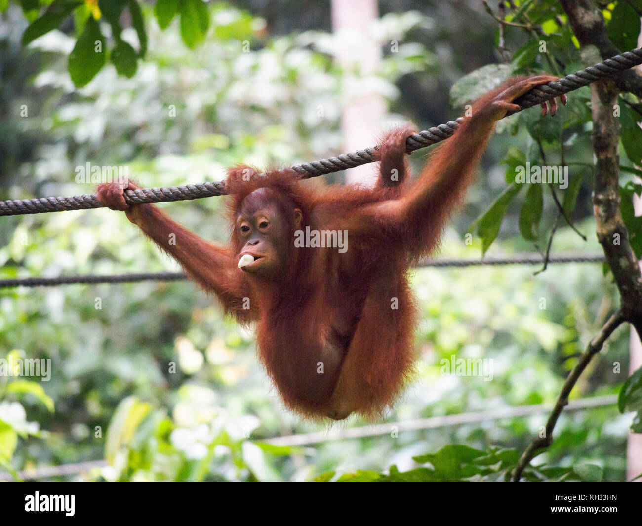 Bornean orangutan (pongo pygmaeus) mangiando una banana mentre appesi ad un cavo in corrispondenza dell'orangutan centro di riabilitazione di Sepilok, Sabah borneo, Malaysia Foto Stock