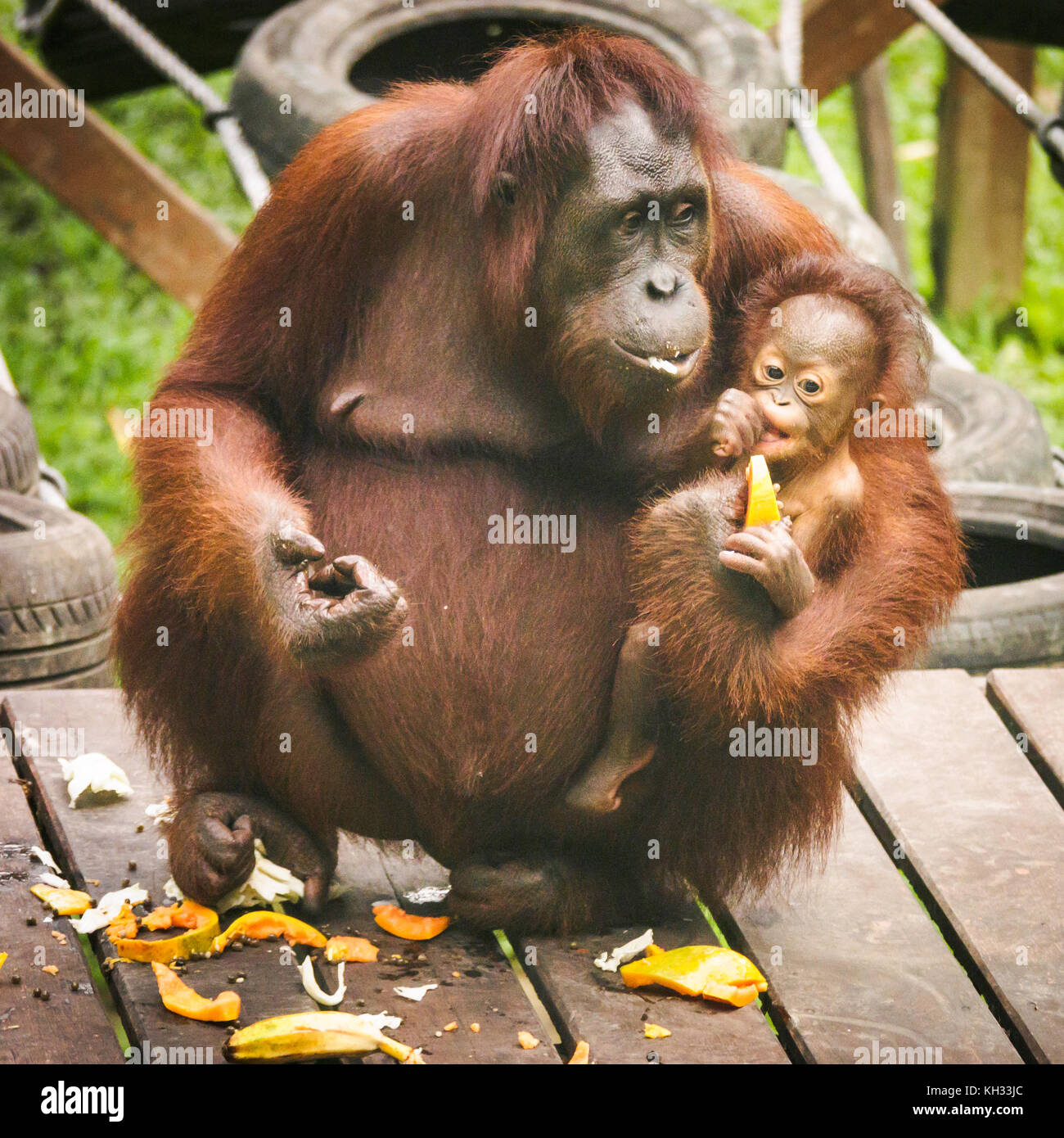 Femmina bornean orangutan (pongo pygmaeus) con il bambino in una piattaforma di alimentazione all'orangutan centro di riabilitazione di Sepilok, Sabah borneo, Malaysia Foto Stock