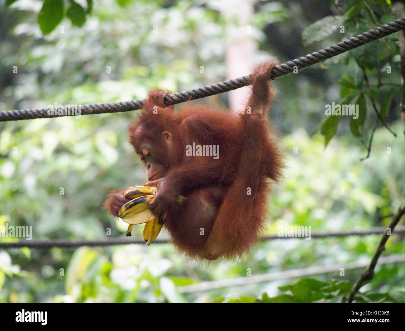 Bornean orangutan (pongo pygmaeus) orangutan presso il centro di riabilitazione di Sepilok, Sabah borneo, Malaysia mangiando una banana mentre appesa a un cavo Foto Stock