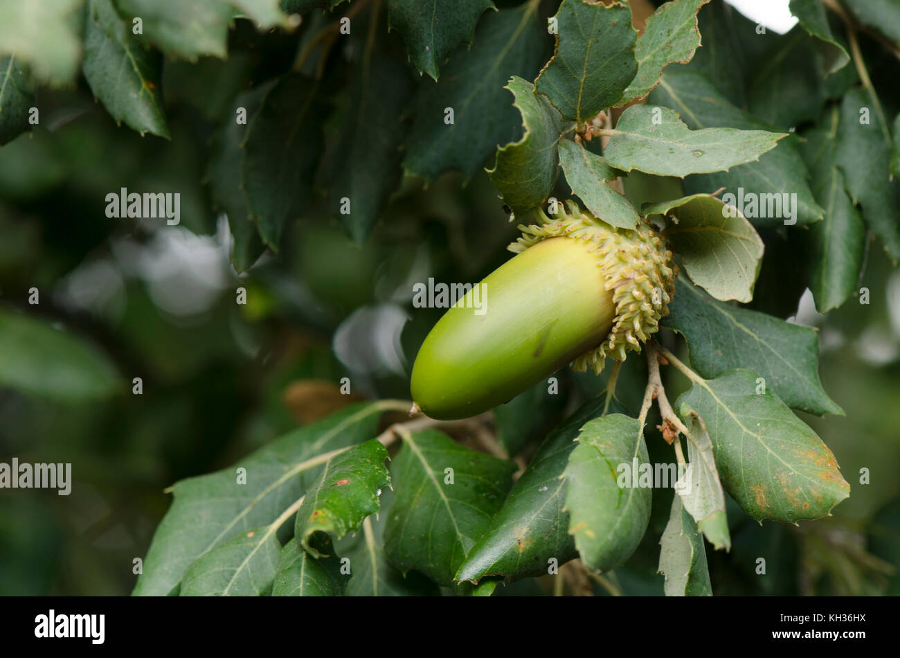 Acorn di querce da sughero, Quercus super, verde. Andalusia, Spagna. Foto Stock