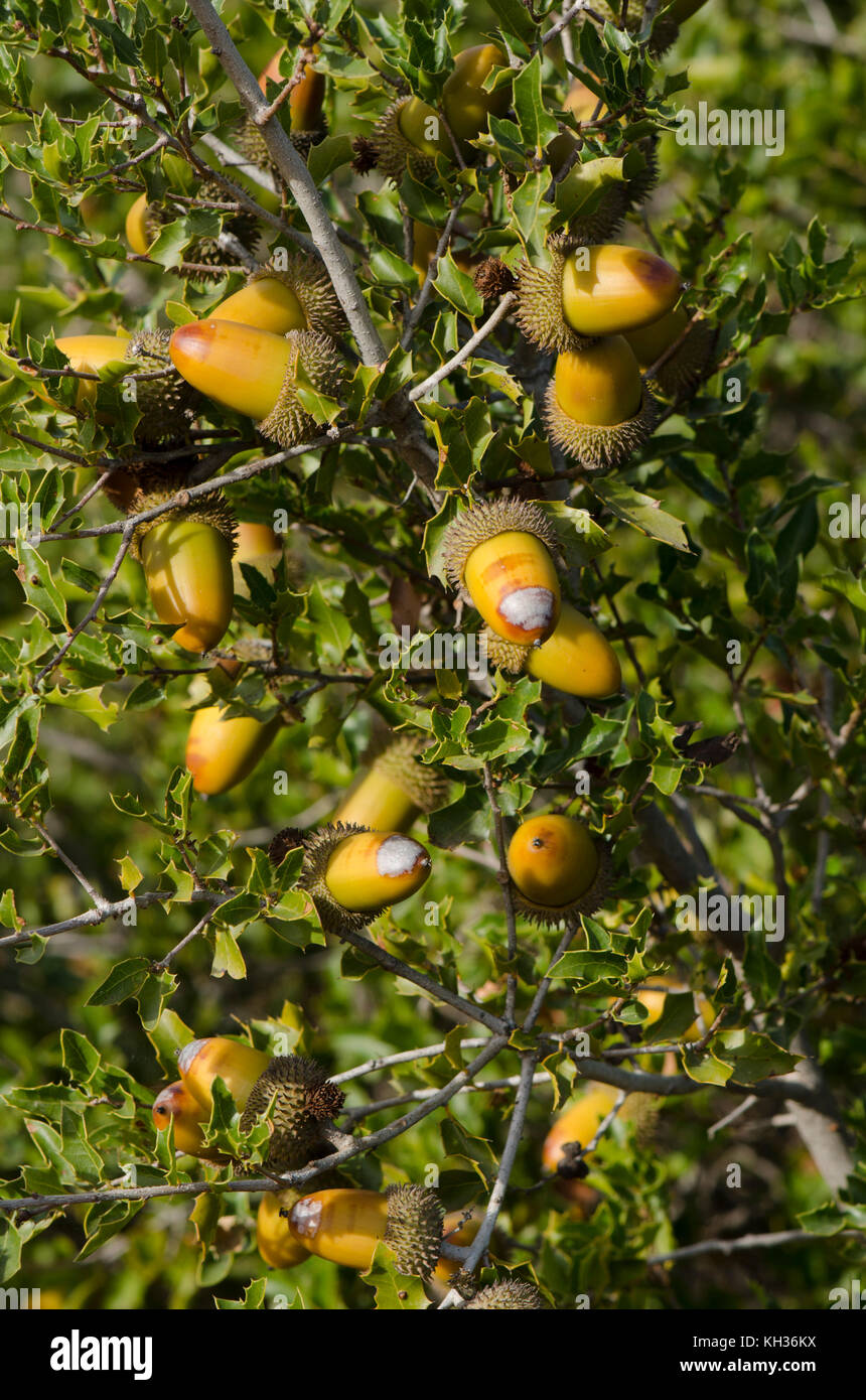 Primo piano di foglie e ghiande di leccio, Quercus ilex subsp. rotundifolia. Malaga, Andalusia, Spagna Foto Stock