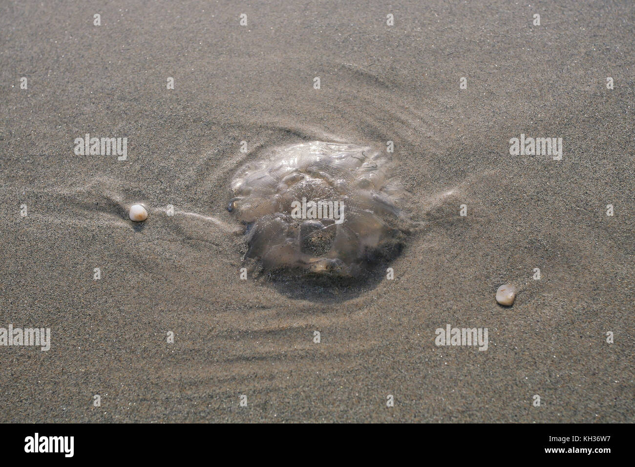 Luna meduse essiccazione blob sulla sabbiosa spiaggia di chiglia su Achill Island nella contea di Mayo in Irlanda Foto Stock