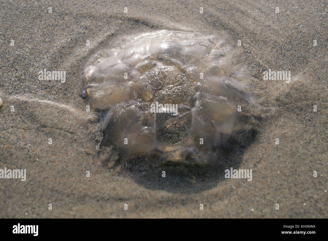 Luna meduse essiccazione blob sulla sabbiosa spiaggia di chiglia su Achill Island nella contea di Mayo in Irlanda Foto Stock