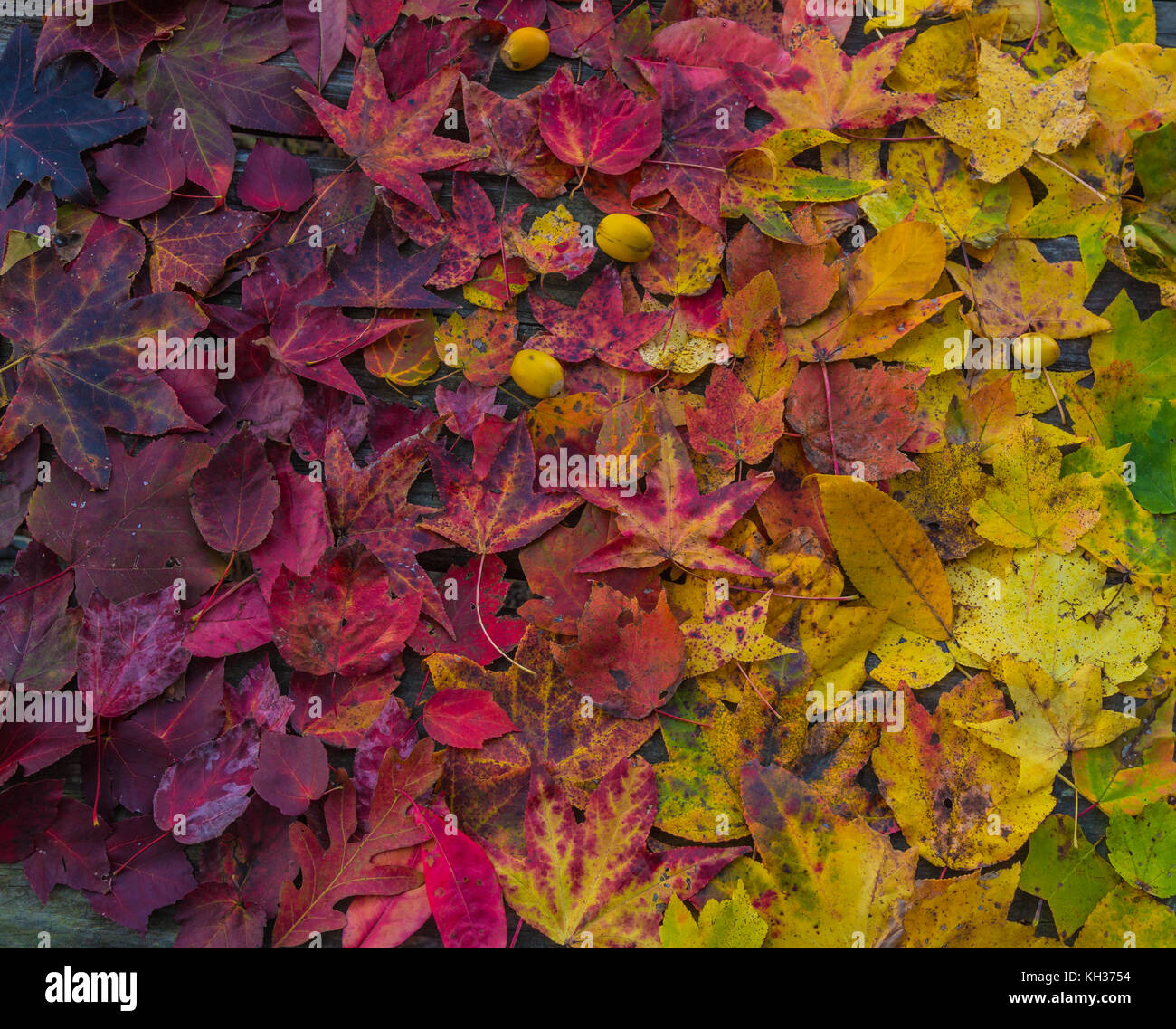 Un ombre di foglie di autunno - rosso, arancione, giallo e verde - con tre ghiande. colori brillanti e una bella rappresentazione dell'autunno. Foto Stock