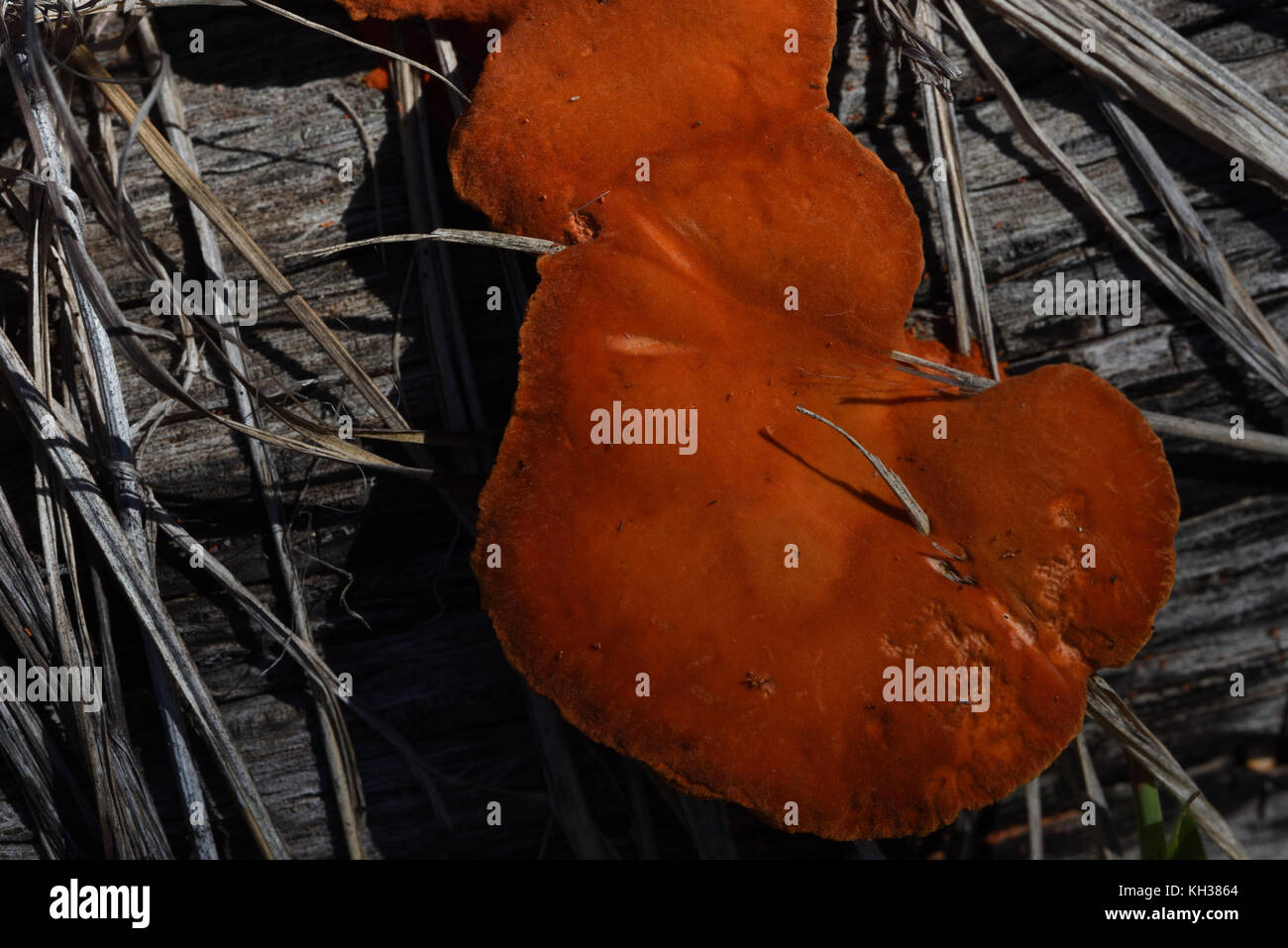 Polypore arancione Foto Stock
