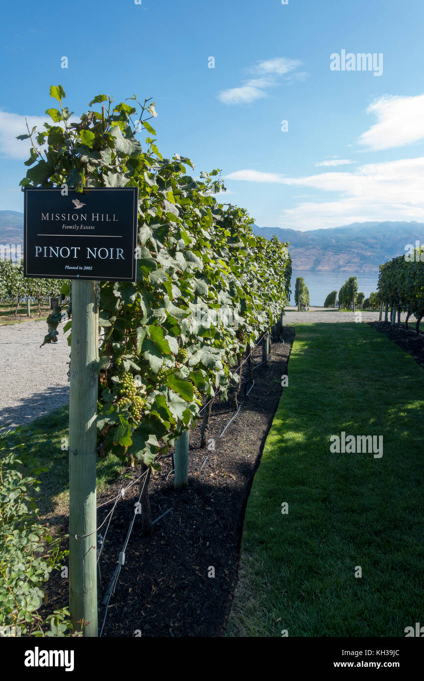 Kelowna British Columbia: fila di Pinot Noir grapvines crescente una missione famiglia Hill Station Wagon vigna. Foto Stock