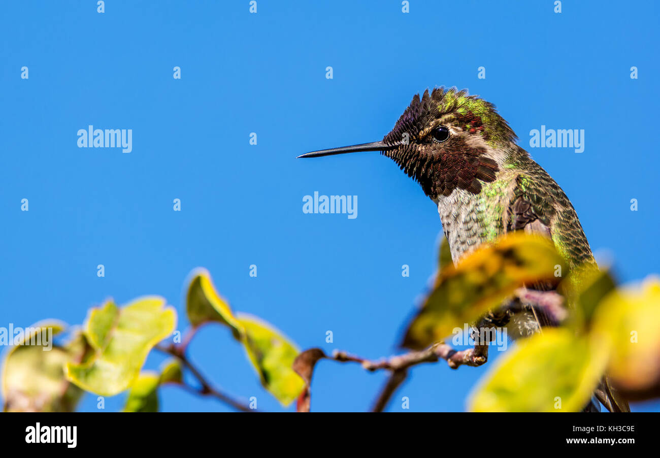 Un maschio di anna hummingbird appollaiato in un albero, una immagine a colori, giorno Foto Stock