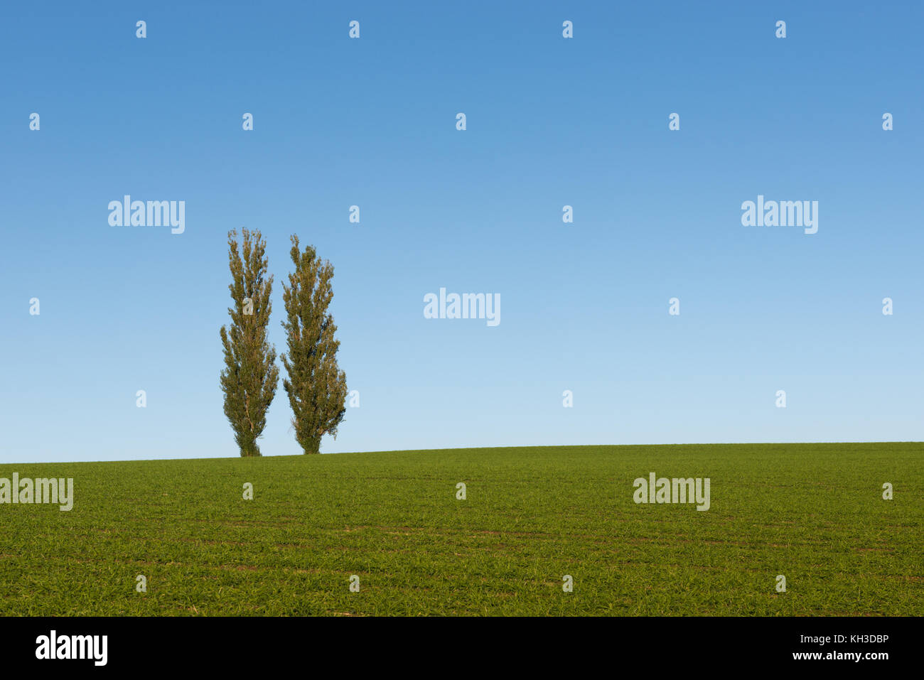 Due alberi di pioppo Biei,, Giappone Foto Stock