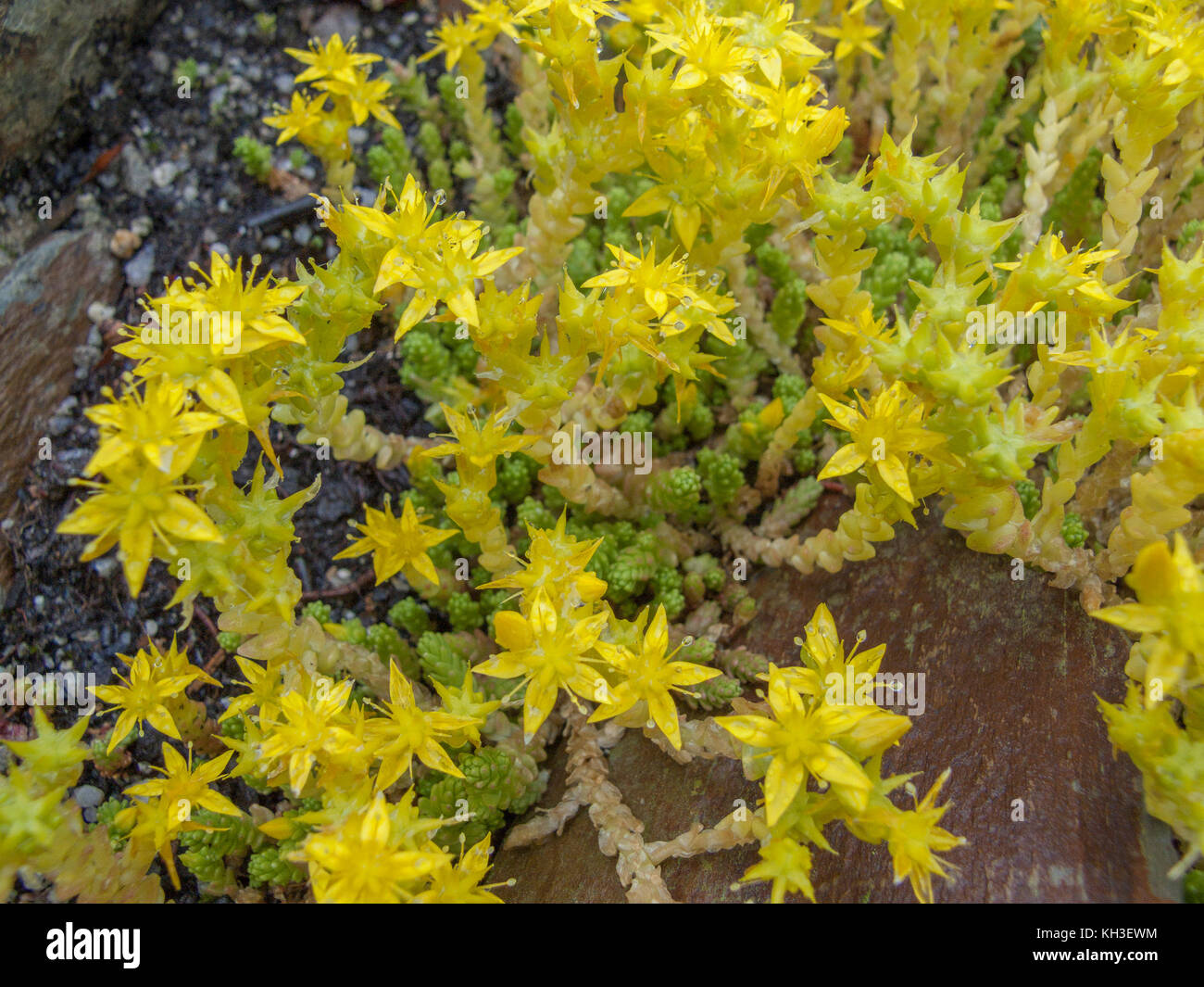 Fiori gialli di mordere Stonecrop / Sedum acre. Foto Stock