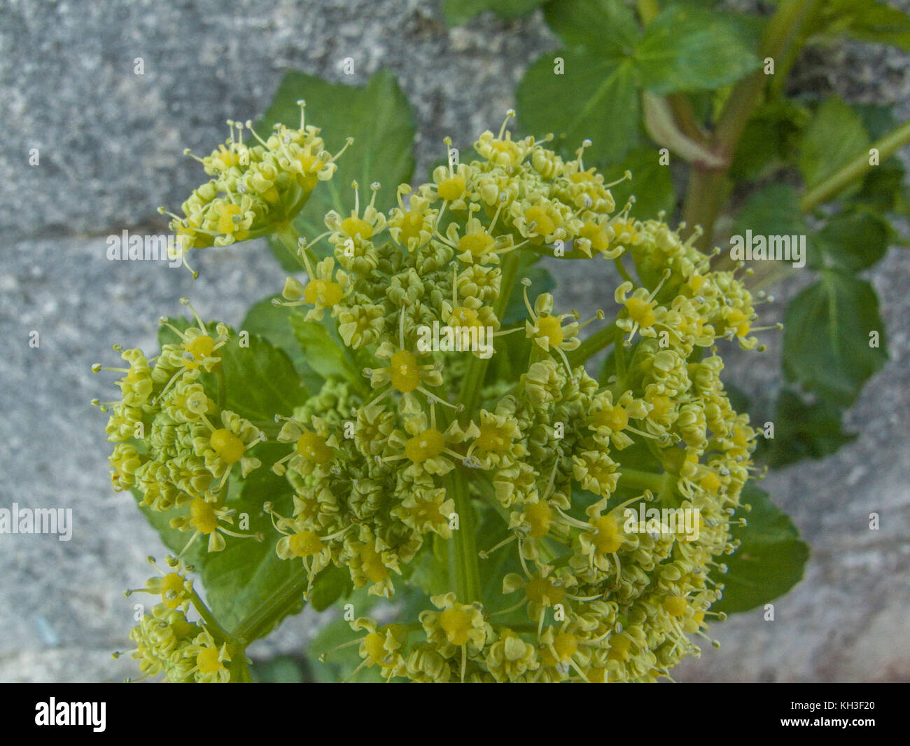 Fiori e boccioli di fiori di Alexanders / Smyrnium olusatrum - una pianta selvatica ebibile che appartiene alla famiglia Umbellifer. Famiglia del prezzemolo della mucca. Foto Stock