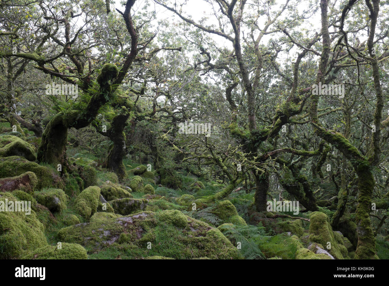 Foresta di muschio di wistman il legno Foto Stock