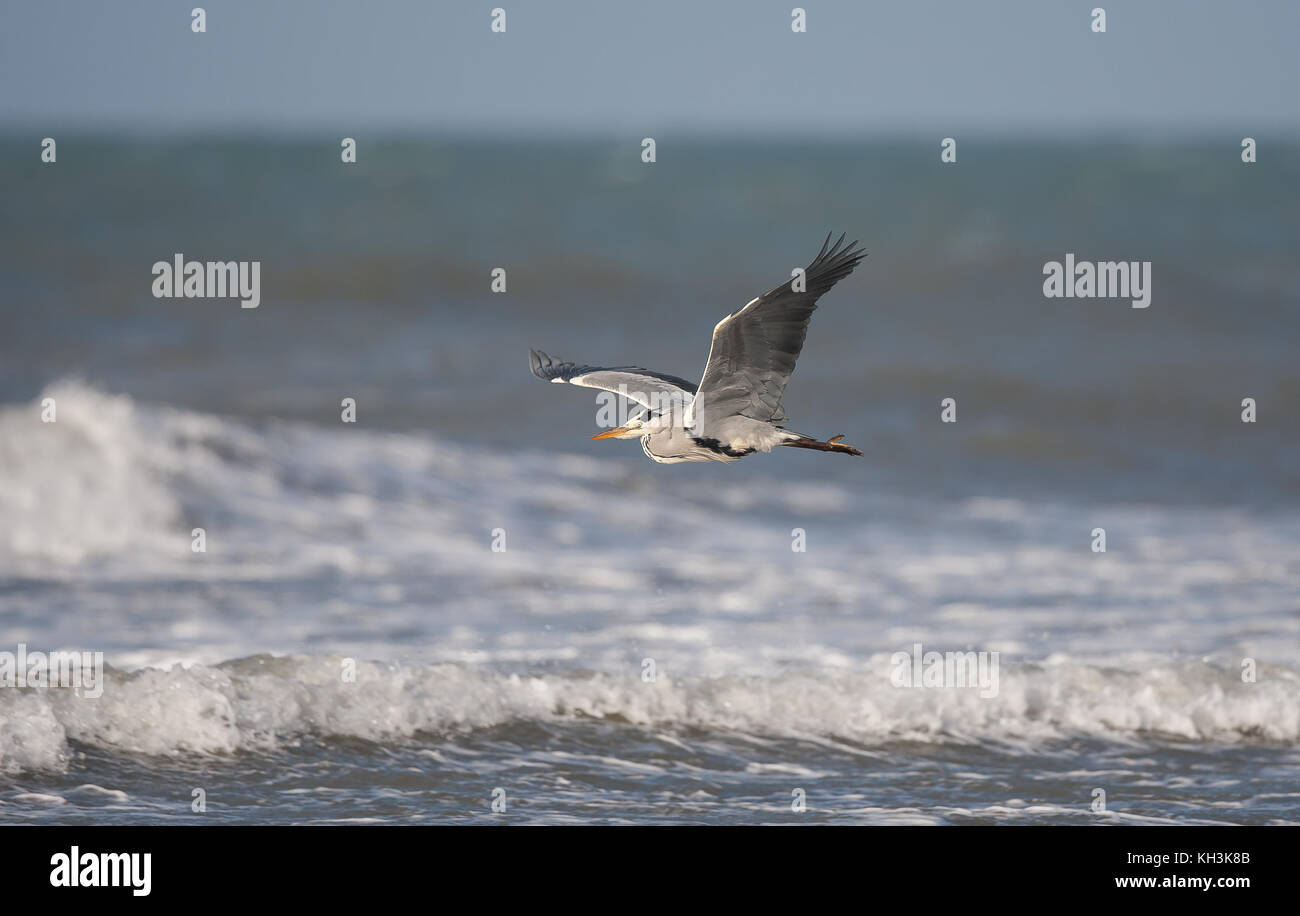 Vista laterale della wild, costiere UK airone cenerino uccello (Ardea cinerea) isolato in volo, ali stese, collo retratto, volare basso attraverso un mare increspato. Foto Stock