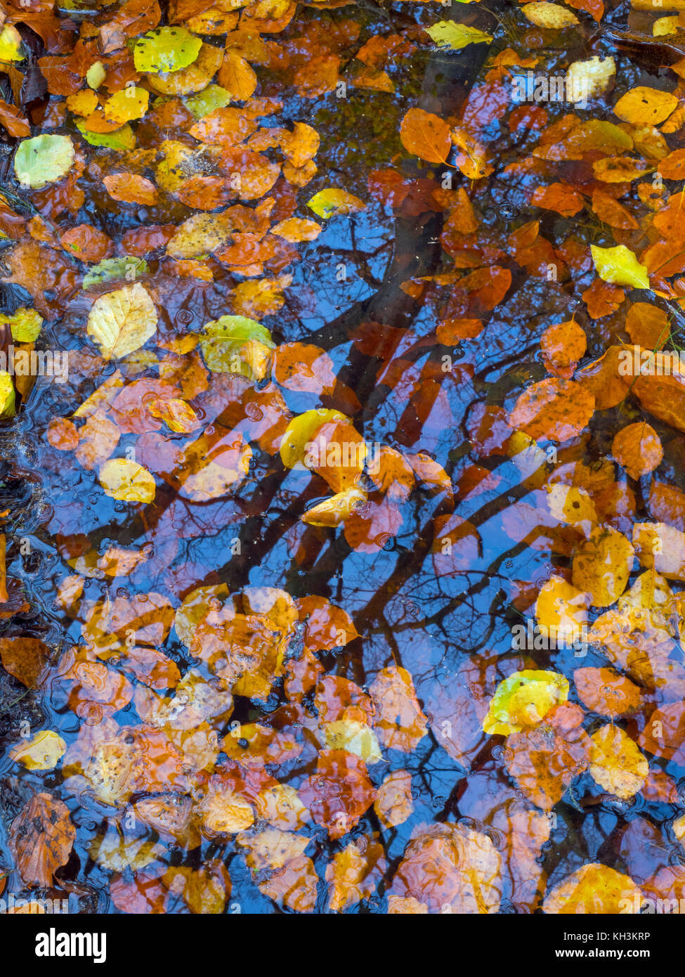 Il faggio Fagus sylvatica foglie nel bosco Felbrigg laghetto grande bosco NORFOLK REGNO UNITO i primi di novembre Foto Stock