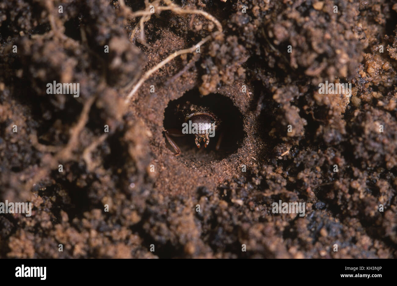 Fare clic australiano beetle emergente dalla camera di pupa Foto Stock