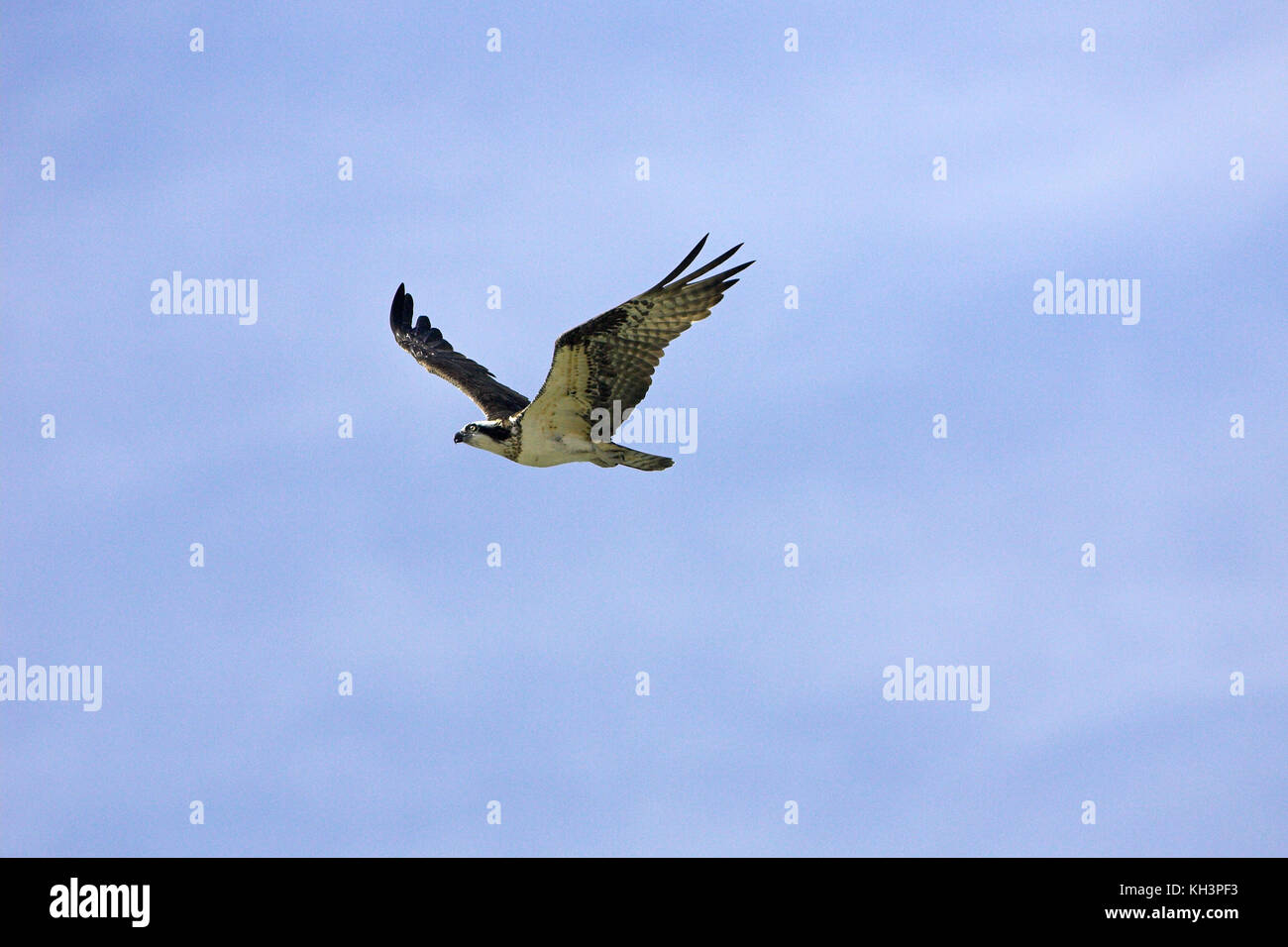 Falco pescatore Pandion haliaetus diga Falcon parco dello stato basso Rio Grande Valley Texas USA Foto Stock