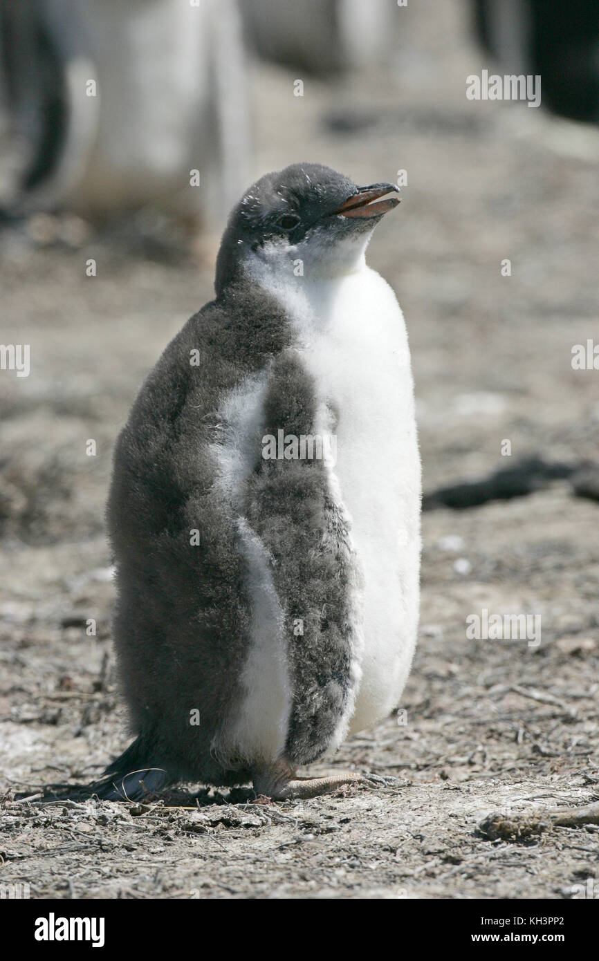 Gentoo penguin Pygoscelis papua roverella giovane a bordo della colonia Isole Falkland Foto Stock