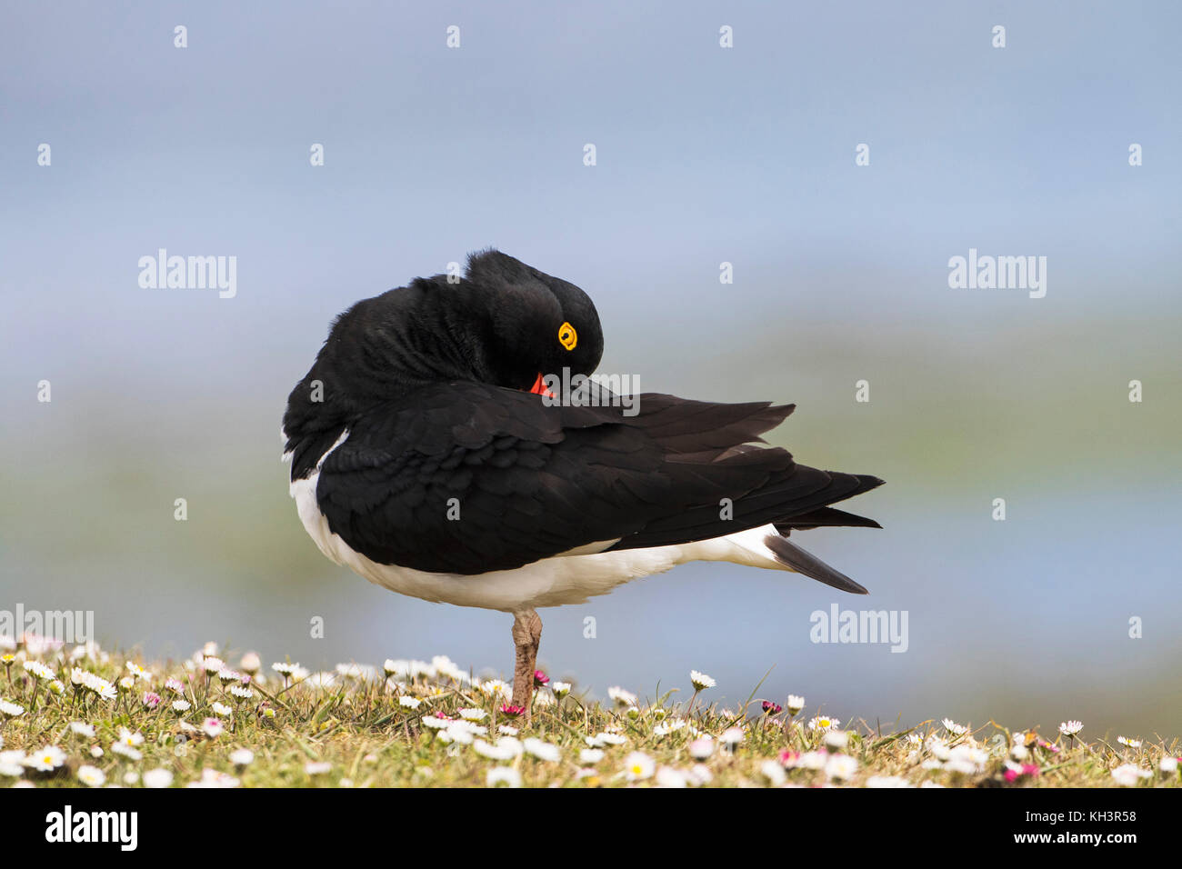 Magellanic oystercatcher Haematopus leucopodus preening tra margherite più deprimente Island Isole Falkland Novembre 2015 Foto Stock