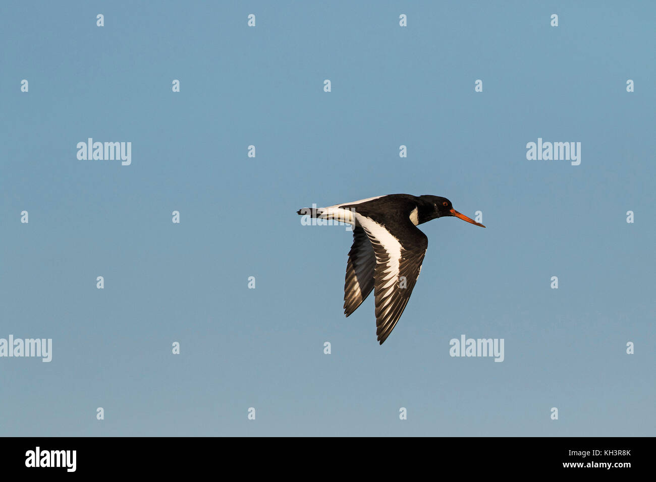 Eurasian oystercatcher Haematopus ostralegus in volo Farlington paludi Hampshire e dell' Isola di Wight Wildlife Trust Reserve vicino a Portsmouth Hampshire Foto Stock